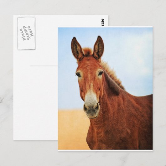 Handsome Jackass Briefkaart (Voorkant / Achterkant)