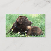 Handsome Labrador Retriever Foto van Animal Care Visitekaartje (Voorkant)