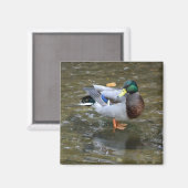 Handsome Mallard (Male) Duck Magnet (Voorkant / Achterkant)