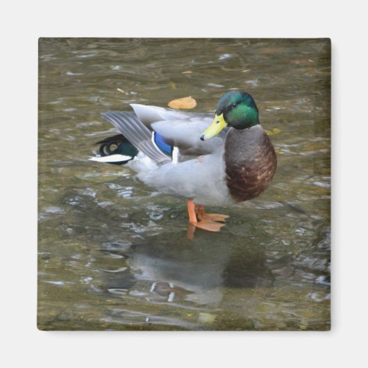 Handsome Mallard (Male) Duck Magnet (Voorkant)