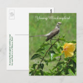 Handsome Mockingbird Briefkaart (Voorkant / Achterkant)