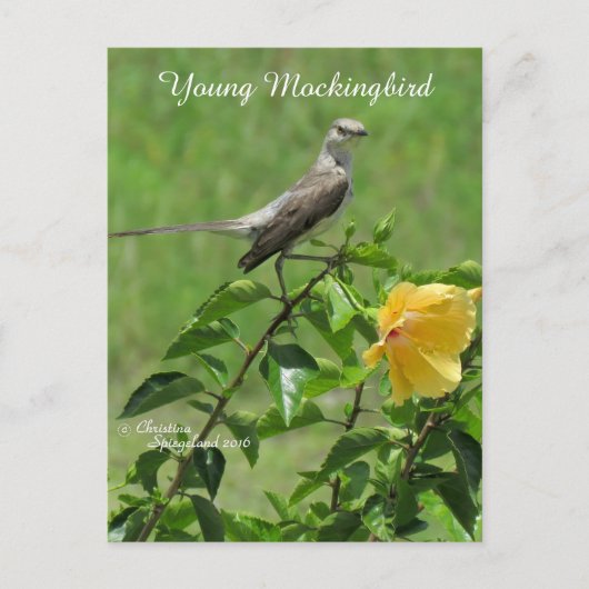 Handsome Mockingbird Briefkaart (Voorkant)