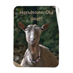 Handsome Old Goat Magneet