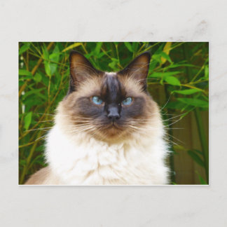 Handsome Oscar Briefkaart