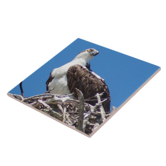 Handsome Osprey Hawk Bird Tile Tegeltje (Zijkant)