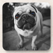 Handsome Pug Bier Onderzetter (Voorkant)