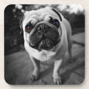 Handsome Pug Bier Onderzetter