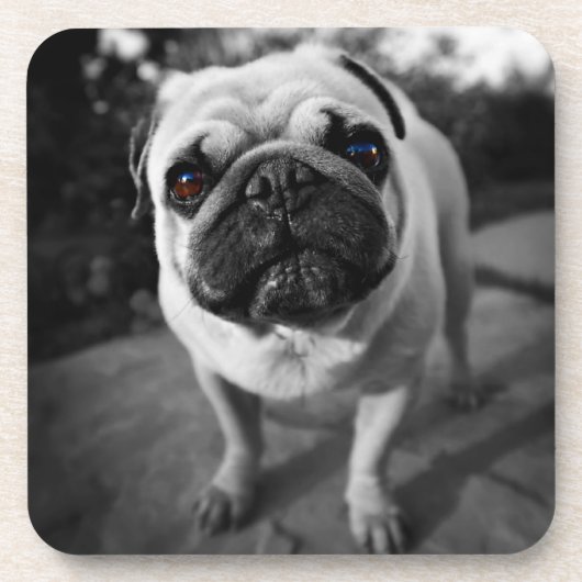 Handsome Pug Bier Onderzetter (Voorkant)