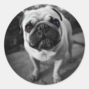 Handsome Pug Ronde Sticker