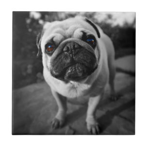 Handsome Pug Tegeltje