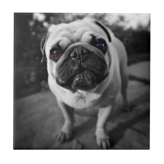 Handsome Pug Tegeltje (Voorkant)