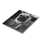 Handsome Pug Tegeltje (Zijkant)