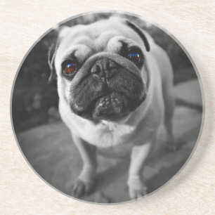 Handsome Pug Zandsteen Onderzetter