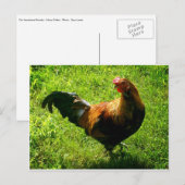 Handsome Rooster Briefkaart (Voorkant / Achterkant)