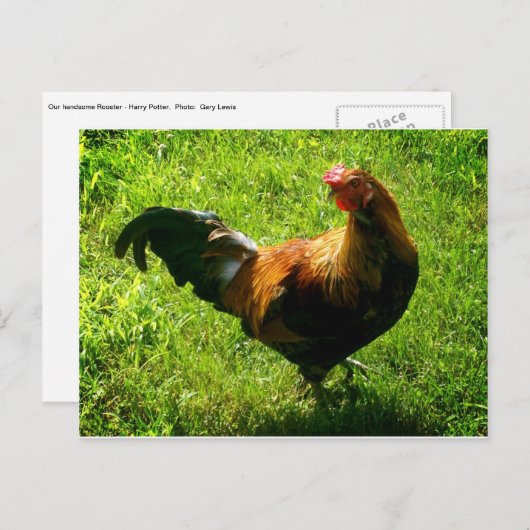 Handsome Rooster Briefkaart (Voorkant / Achterkant)