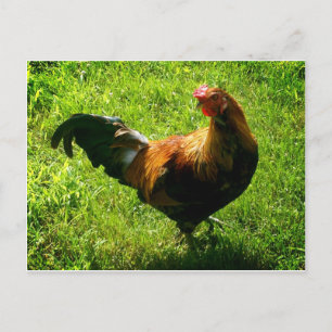 Handsome Rooster Briefkaart