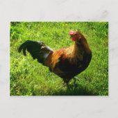 Handsome Rooster Briefkaart (Voorkant)