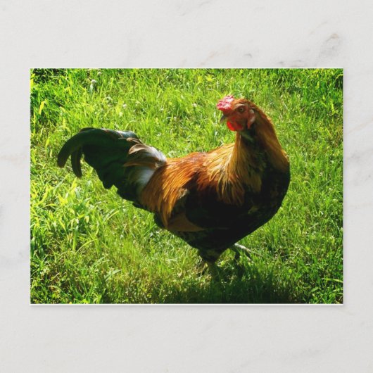 Handsome Rooster Briefkaart (Voorkant)