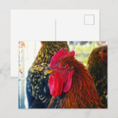 Handsome Rooster Briefkaart (Voorkant / Achterkant)