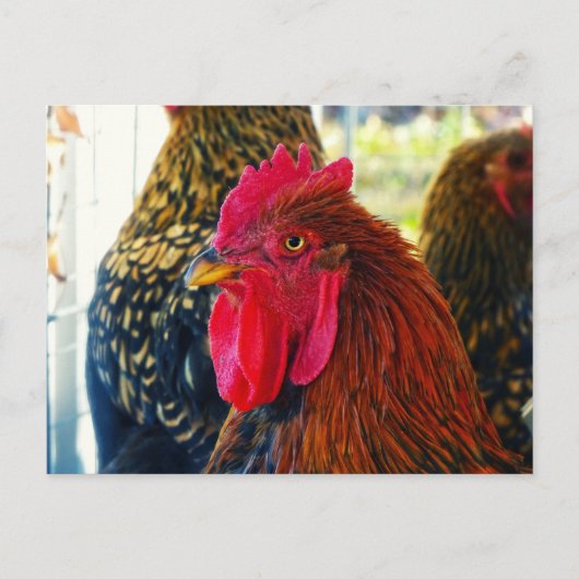 Handsome Rooster Briefkaart (Voorkant)
