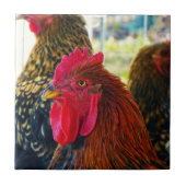 Handsome Rooster Tegeltje (Voorkant)