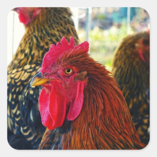 Handsome Rooster Vierkante Sticker (Voorkant)