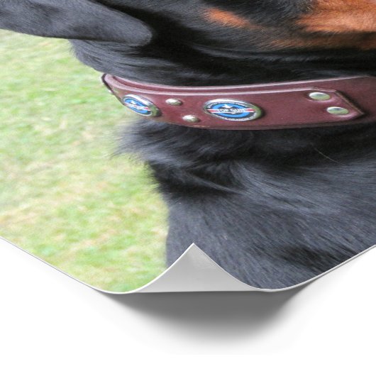 Handsome Rottweiler Poster (Hoek)