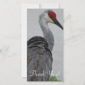 Handsome Sandhill Crane Bedankkaart (Voorkant)