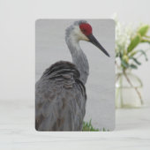 Handsome Sandhill Crane Kaart (Staand voorkant)