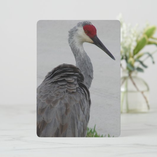 Handsome Sandhill Crane Kaart (Staand voorkant)