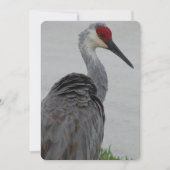 Handsome Sandhill Crane Kaart (Voorkant)