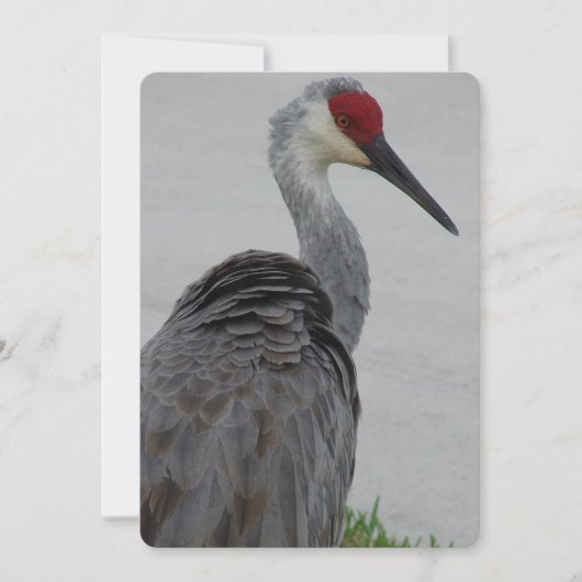Handsome Sandhill Crane Kaart (Voorkant)