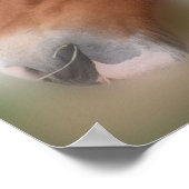 Handsome Shire Draft Horse Poster (Hoek)