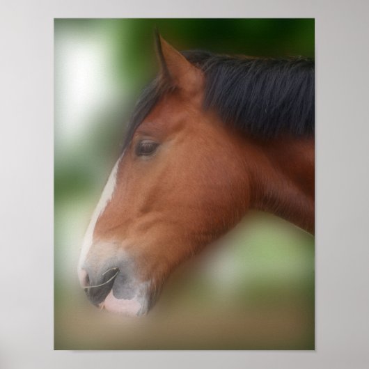 Handsome Shire Draft Horse Poster (Voorkant)
