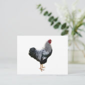 Handsome Silver Penciled Wyandotte Rooster Briefkaart (Staand voorkant)