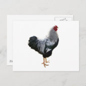 Handsome Silver Penciled Wyandotte Rooster Briefkaart (Voorkant / Achterkant)