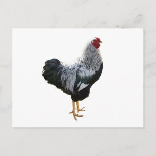 Handsome Silver Penciled Wyandotte Rooster Briefkaart