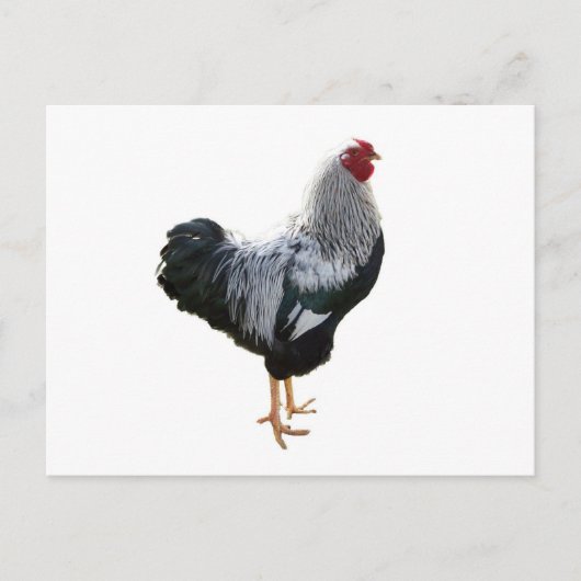 Handsome Silver Penciled Wyandotte Rooster Briefkaart (Voorkant)