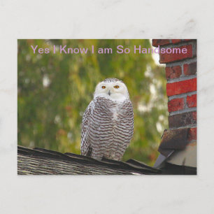 Handsome Snow Owl Briefkaart