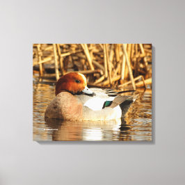 Handsome Stranger Eurasian Wigeon Duck aan de Pond Canvas Afdruk