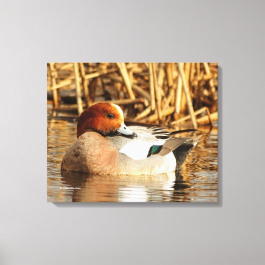 Handsome Stranger Eurasian Wigeon Duck aan de Pond Canvas Afdruk (Voorkant)