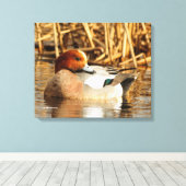 Handsome Stranger Eurasian Wigeon Duck aan de Pond Canvas Afdruk (Insitu (Houten vloer))