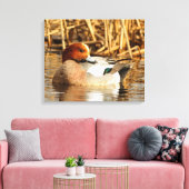 Handsome Stranger Eurasian Wigeon Duck aan de Pond Canvas Afdruk (Insitu (Woonkamer))
