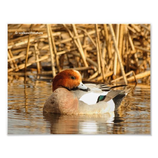 Handsome Stranger in Town Eurasian Wigeon Foto Afdruk (Voorkant)