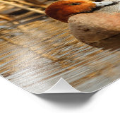 Handsome Stranger in Town Eurasian Wigeon Foto Afdruk (Hoek)