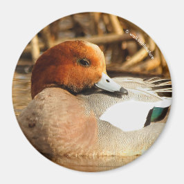 Handsome Stranger in Town Eurasian Wigeon Magneet