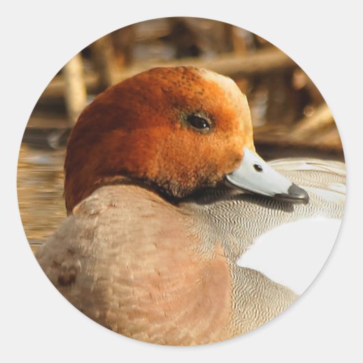 Handsome Stranger in Town Eurasian Wigeon Ronde Sticker (Voorkant)