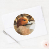 Handsome Stranger in Town Eurasian Wigeon Ronde Sticker (Envelop)