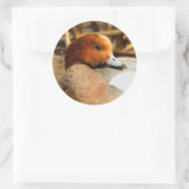 Handsome Stranger in Town Eurasian Wigeon Ronde Sticker (Tas)