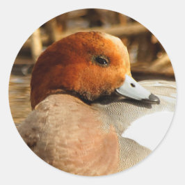 Handsome Stranger in Town Eurasian Wigeon Ronde Sticker